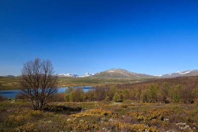 Scenic view of field against clear blue sky