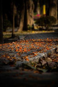 Fallen autumn leaves on footpath