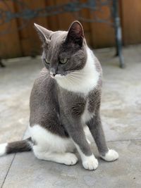 Close-up of a cat looking away