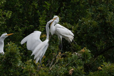 White bird perching on a tree