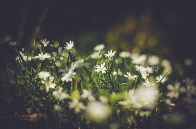 Close-up of white flowers blooming outdoors