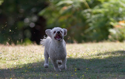 Portrait of dog on field