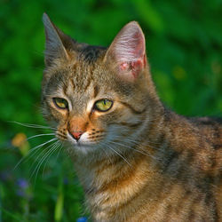 Close-up portrait of a cat
