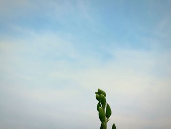 Low angle view of plant against sky