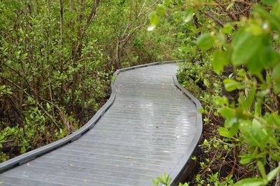 Boardwalk amidst trees in forest