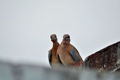 Close-up of bird perching against clear sky