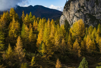 Panoramic view of pine in autumn at italy.