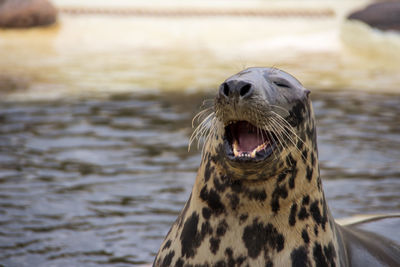 Close-up of seal in sea