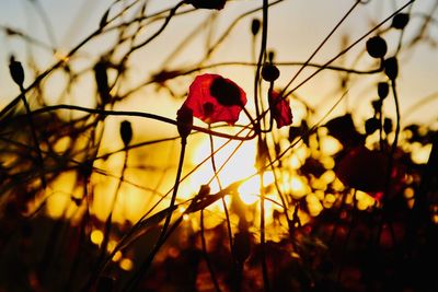 Close-up of red flowering plant against sky during sunset