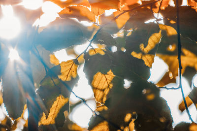 Close-up of autumnal leaves against trees