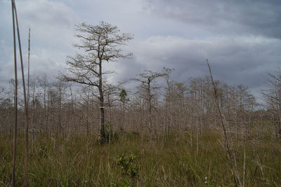 Plants growing on land against sky