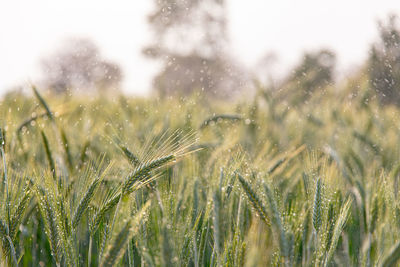 Close-up of stalks in field