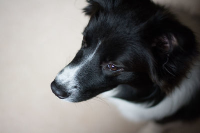 Close-up of border collie relaxing on floor