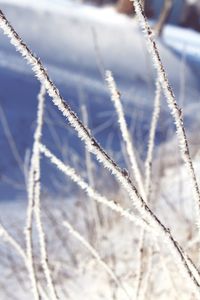 Close-up of snow on field