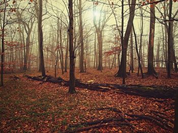 Trees in forest during autumn