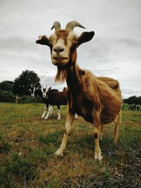 Lion standing in a field