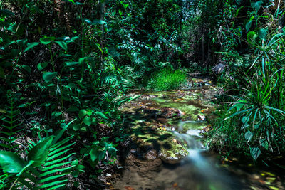 Trees in forest