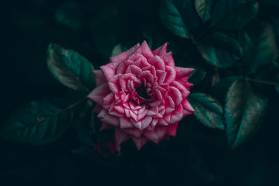 Close-up of pink rose