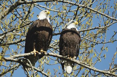 Low angle view of eagle perching on tree against sky