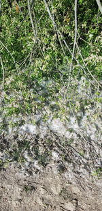 High angle view of trees growing on field