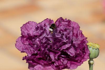 Close-up of pink rose flower