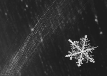 Close-up of snowflake on wet surface