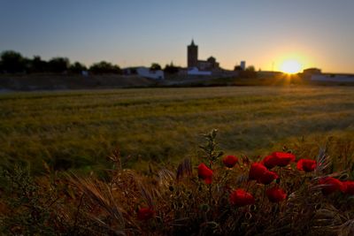 Close-up of red flowering plants on land against sky during sunset