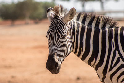 Close-up of zebra standing at zoo