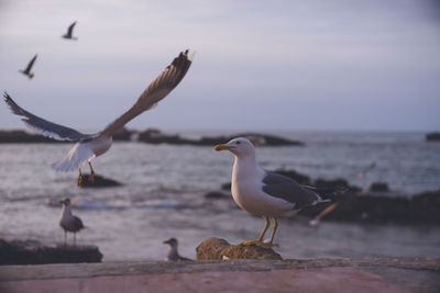 Seagulls perching on a beach