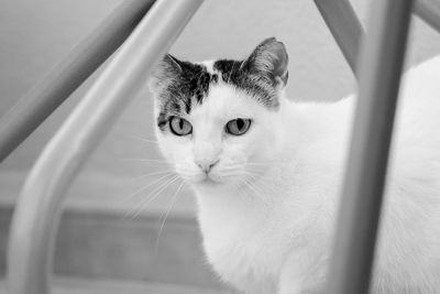 Close-up portrait of a cat