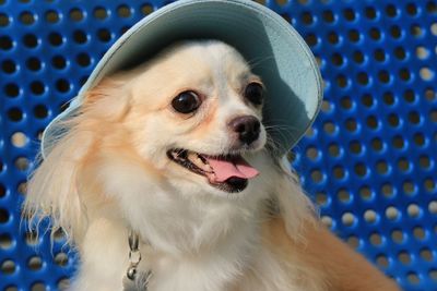 Close-up of pomeranian dog wearing hat