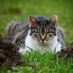 Portrait of cat on field