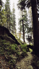 Trees in forest