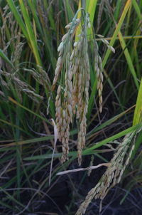 Close-up of plants on field