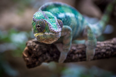Close up of multi colored flower