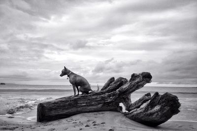 Dog sitting on driftwood at beach against sky