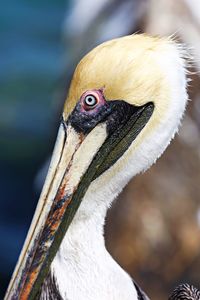 Close-up of a bird