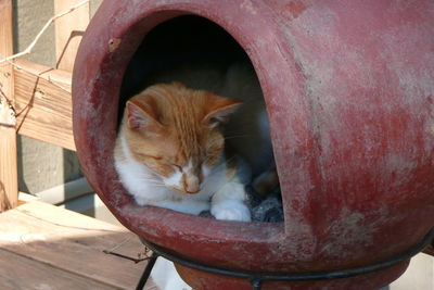 Close-up of cat on wood