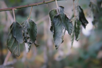 Green leaves