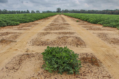 Dirt road passing through field against cloudy sky