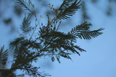 Low angle view of pine tree against sky