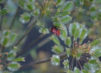 Close-up of plant growing on plant