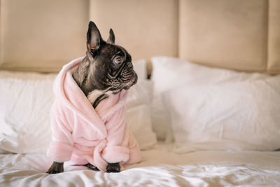 French bulldog dog in bathrobe at home