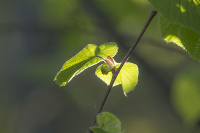 Close-up of green leaf on plant