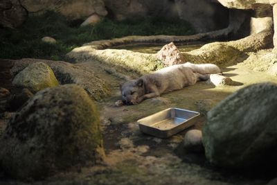 Cat sleeping on rock