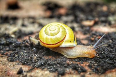 Close-up of snail on land