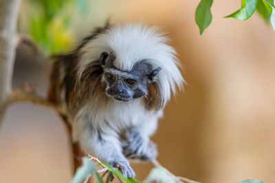 Lisztaffen - cotton-top tamarin