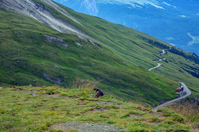 Scenic view of green landscape