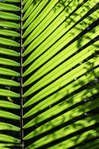 Full frame shot of palm leaves