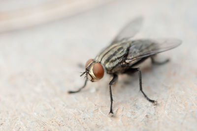 Close-up of housefly on floor